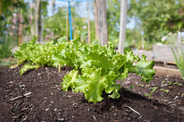 Lettuce in a row in garden bed with defocused background. Beautiful green curled salad heads in raised garden bed. Summer salad background. Green Leaf lettuce plants. Selective focus.