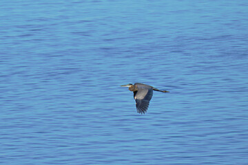 Great blue heron in flight 
