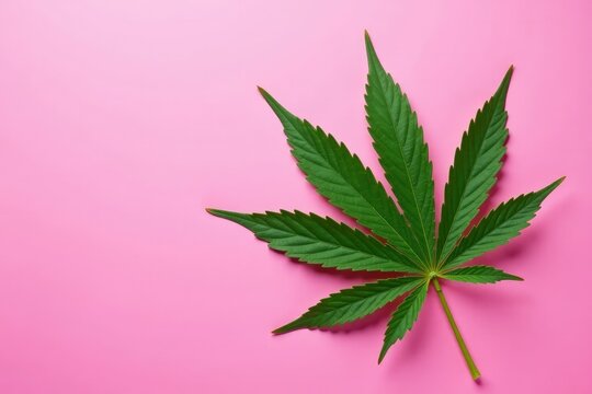 Isolated hemp leaf on bright pink background with shadows, nature, hemp