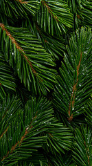 Lush green pine branches, close-up, nature background, holiday card