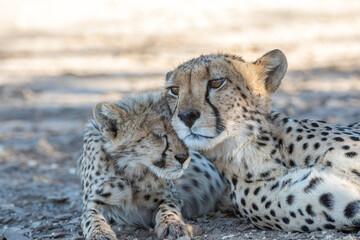 South Africa, Botswana, Kgalagadi Transfrontier Park, Cheetah (Acinonyx jubatus), female and cub