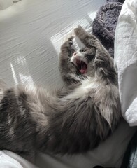 Kitten yawning on a bed