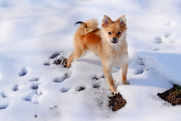 Beige pomeranian dog in the snow 