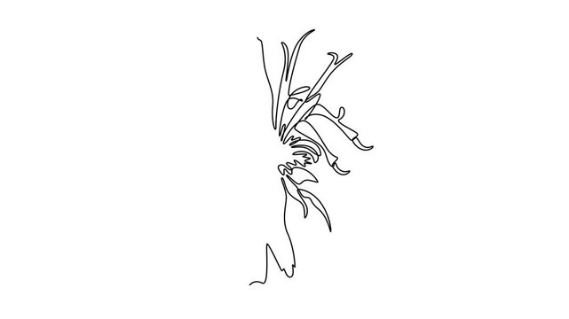 Animated self drawing of continuous line draw beauty fresh monarda for garden logo icon. Decorative horsemint oswago tea flower concept for floral invitation card frame. Full length one line animation