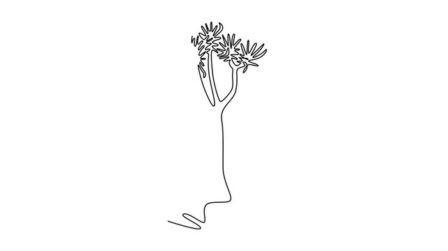Self drawing animation of single line draw quiver tree forest. Decorative aloidendron dichotomum home decor wall art poster print. Tourism and travel series. Continuous line draw. Full length animated