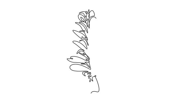 Self drawing animation of single line draw beauty fresh acanthus for home art wall decor poster print. Decorative bear's breeches flower for greeting card. Continuous line draw. Full length animated