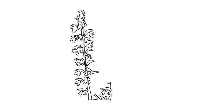 Self drawing animation of single line draw beauty fresh acanthus for home art wall decor poster print. Decorative bear's breeches flower for greeting card. Continuous line draw. Full length animated