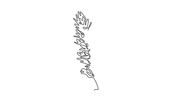 Self drawing animation of single line draw beauty fresh bear breeches for garden logo. Decorative acanthus flower concept for floral wedding invitation card. Continuous line draw. Full length animated