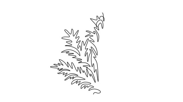 Animated self drawing of continuous line draw beauty fresh bear's breeches for garden logo icon. Decorative acanthus flower concept floral wedding invitation card frame. Full length one line animation