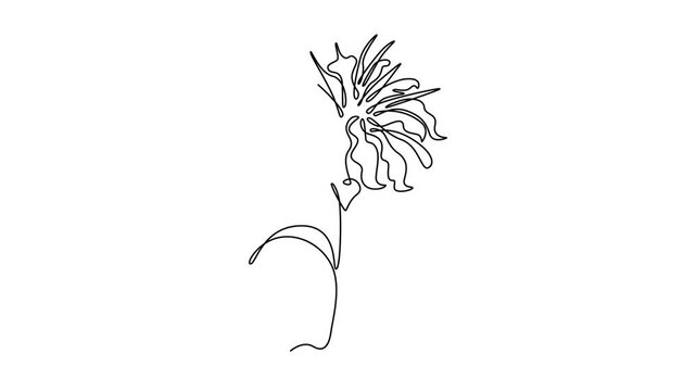 Animated self drawing continuous line draw beauty fresh bergamot monarda for home decoration wallpaper art poster. Decorative bee balm flower concept for greeting card. Full length one line animation
