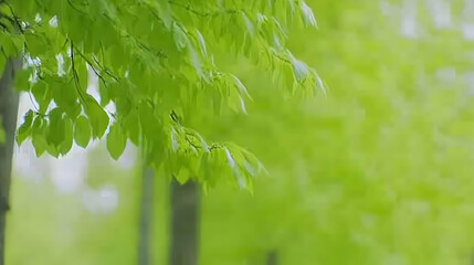 Spring leaves, gentle breeze, forest backdrop, nature scene