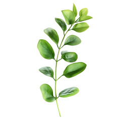 Obraz premium The image shows a close-up of a single green plant stem with several bright green leaves, isolated on a black background.