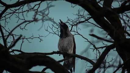screaming crow on a tree