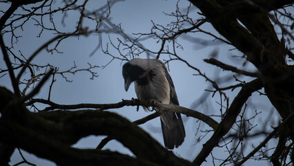 sad crow on a tree