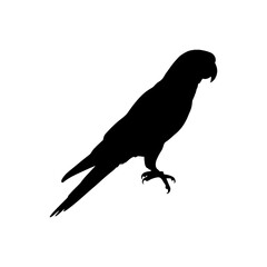 Black Parrot silhouette vector illustration on white background.