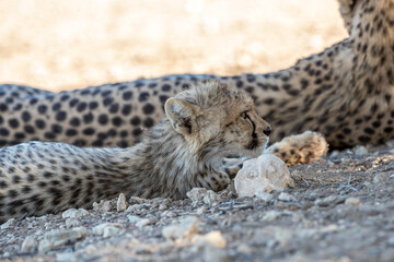 South Africa, Botswana, Kgalagadi Transfrontier Park, Cheetah (Acinonyx jubatus), cub