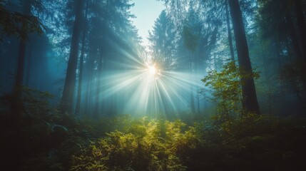 Obraz premium Enchanted Forest with Soft Morning Light and Rays Peeking Through Misty Trees and Lush Green Underbrush