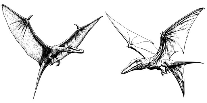 black and white pterodactyls flying, ink drawing clip art preview