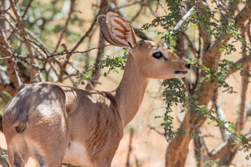 South Africa, Botswana, Kgalagadi Transfrontier Park, Steenbok (Raphicerus campestris)