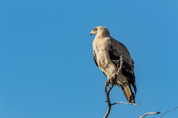 South Africa, Botswana, Kgalagadi Transfrontier Park, Tawny Eagle (Aquila rapax)