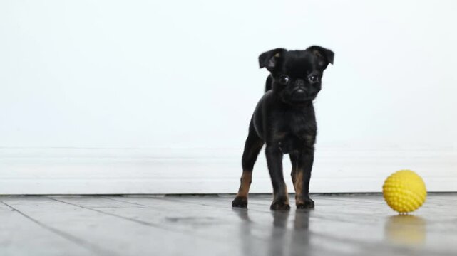 Black small puppy pug or brabancon  play at home with its family , funny active dogs