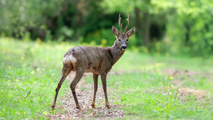 Roe deer buck crossing a path near a clearing. Capreolus capreolus, Touraine, Indre et Loire 37,...