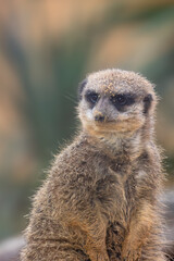portrait d'un suricate, en gros plan