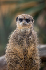 portrait d'un suricate, en gros plan