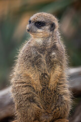 portrait d'un suricate, en gros plan