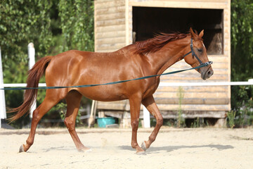 Portrait of a young chestnut colored horse in cavesson harness in paddock under training outdoors
