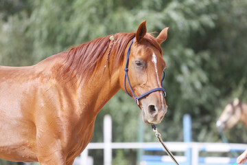Portrait of a young chestnut colored horse in cavesson harness in paddock under training outdoors