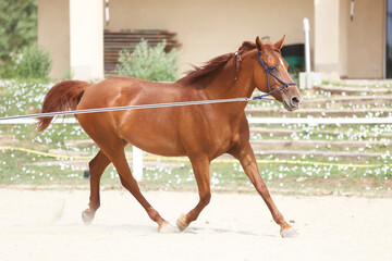 Portrait of a young chestnut colored horse in cavesson harness in paddock under training outdoors