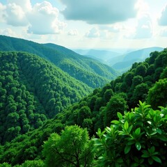 Fototapeta premium Dense emerald forest, rolling hills in distance, woodland, forest
