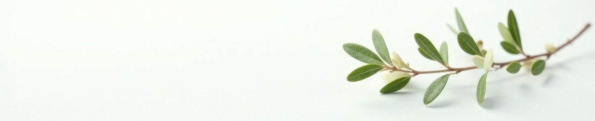 Naklejka premium A delicate olive branch with tiny leaves against a soft white background, nature, stem, foliage