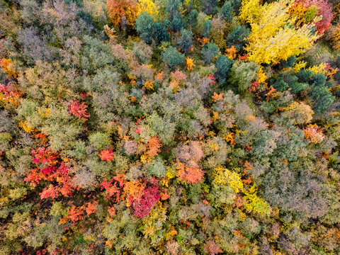 Autumn colors in a forest