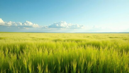 Obraz premium A sea of swaying Pampas grasses stretching to the horizon, nature, endless, landscape