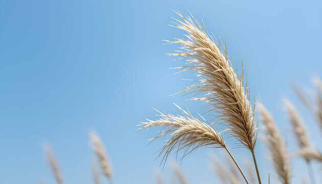 Flowers of Saccharum spontaneum or wild grass plants against the background of blue sky. grass and sky