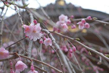 咲き誇る日本の桜