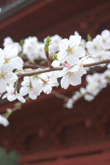 咲き誇る日本の桜