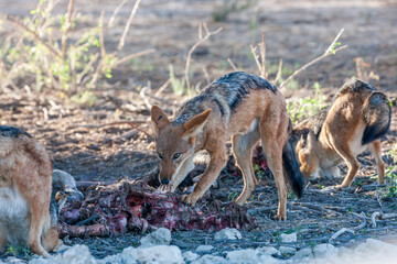 South Africa, Botswana, Kgalagadi Transfrontier Park, Black-backed Jackal (Canis mesomelas)