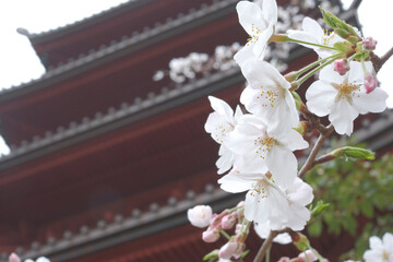 咲き誇る日本の桜