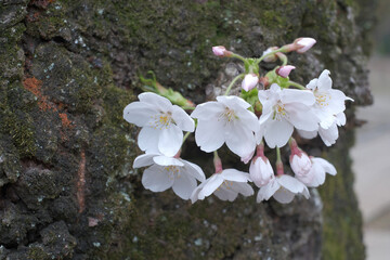 咲き誇る日本の桜