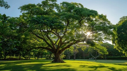 Fototapeta premium Cuipo tree very trees. Iron Tree