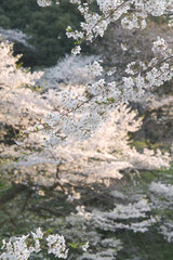 咲き誇る日本の桜