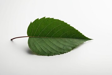 Obraz premium there is a leaf that is laying on the ground