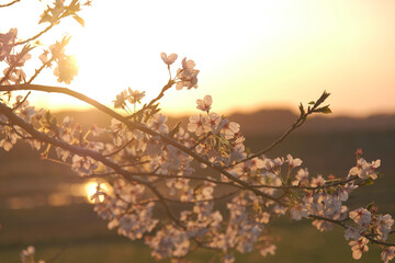桜咲く日本の夕暮れ