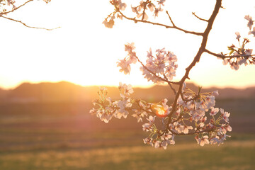 桜咲く日本の夕暮れ