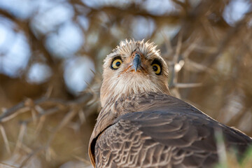 South Africa, Botswana, Kgalagadi Transfrontier Park, Pale Chanting Goshawk (Melierax canorus)