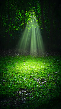 Sunbeams in Forest Clearing