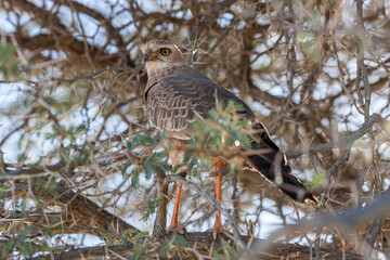 South Africa, Botswana, Kgalagadi Transfrontier Park, Pale Chanting Goshawk (Melierax canorus)